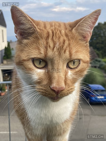 Lino — Hauskatze ♂, Vermisst seit 12.10.2025, Rüttenen (SO)