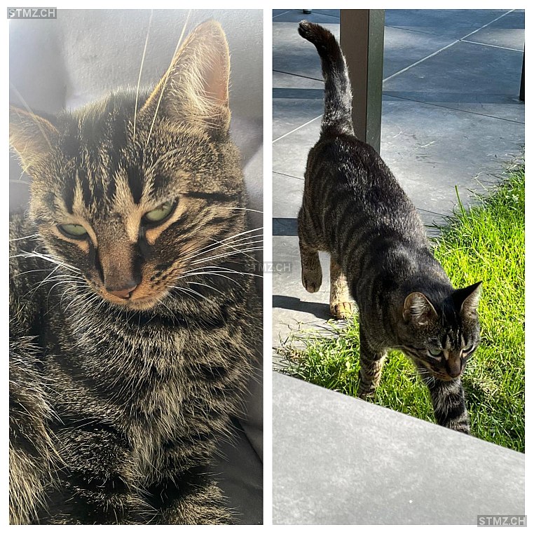 Cevap — Hauskatze ♂, Vermisst seit 16.10.2025, Schaffhausen (SH)