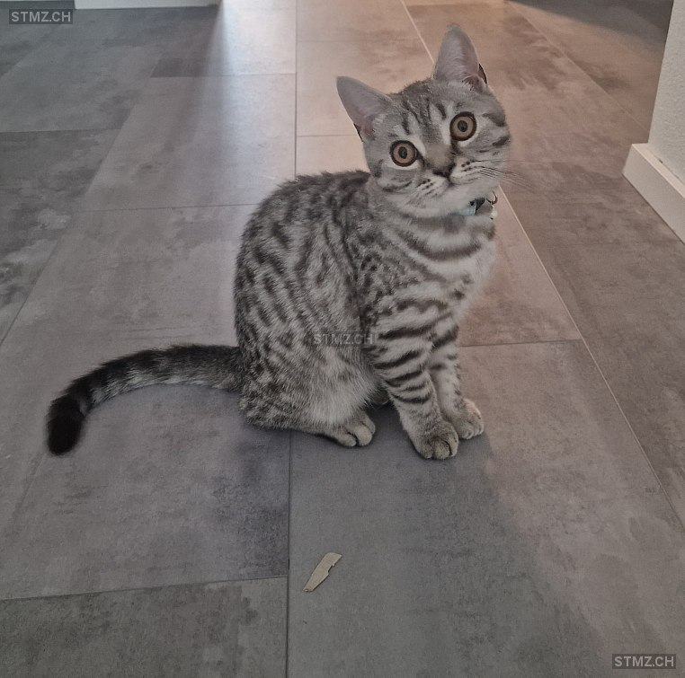 Spike — British Kurzhaar ♂, Vermisst seit 16.10.2025, Wangen an der Aare (BE)