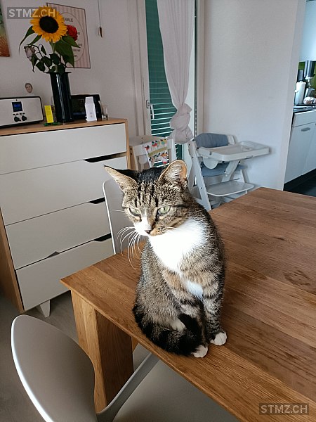 Milou — Hauskatze ♀, Vermisst seit 07.10.2025, Seewen SZ (SZ)