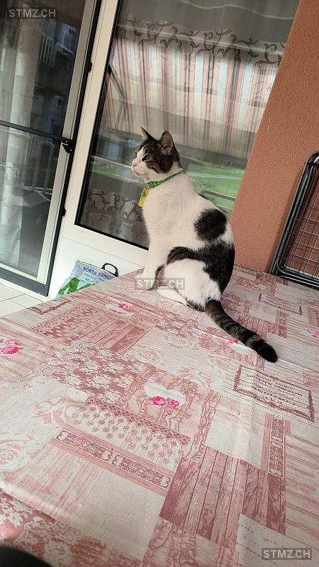 Aryo — Hauskatze ♂, Vermisst seit 11.10.2025, Breganzona (TI)