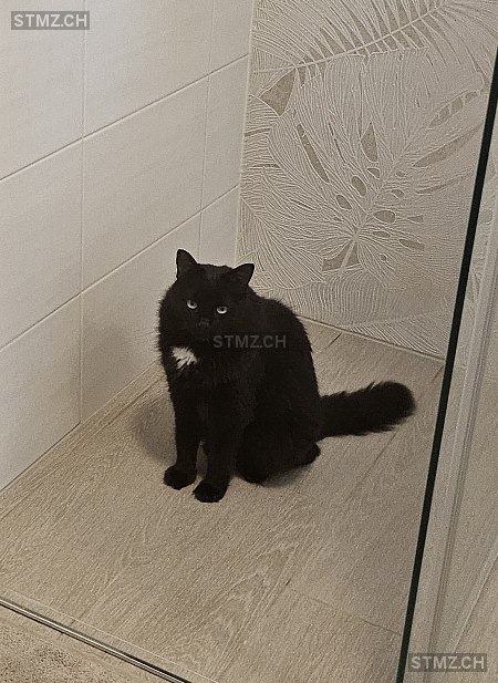 Madiba — Hauskatze ♂, Vermisst seit 10.10.2025, Cartigny (GE)