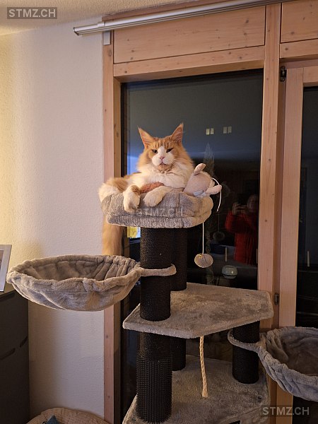 Eliott — Maine Coon ♂, Vermisst seit 14.10.2025, Zollikofen (BE)