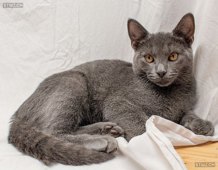 BALOU — Hauskatze ♂, Vermisst seit 16.10.2025, Biel/Bienne (BE)