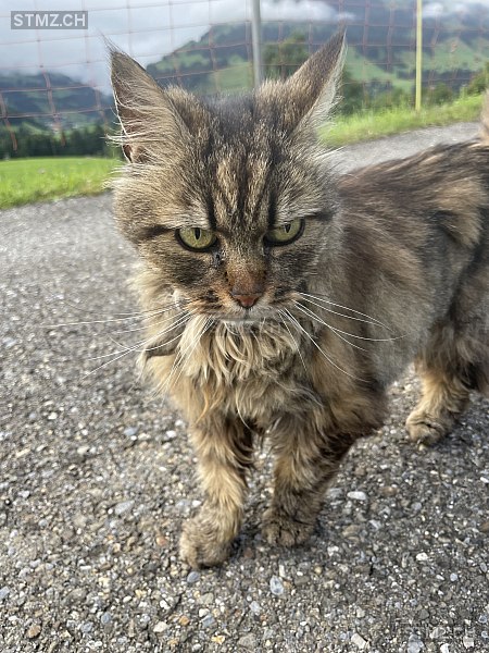 Mona — Hauskatze ♀, Vermisst seit 17.10.2025, Frutigen (BE)