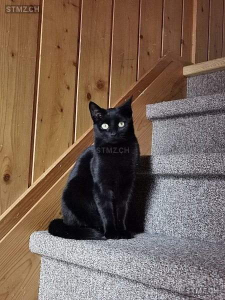 Dori — Katze ♀, Vermisst seit 08.10.2025, Vrin (GR)