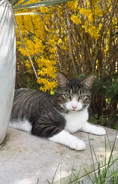 Timba — Hauskatze ♂, Vermisst seit 15.10.2025, Le Grand-Saconnex (GE)