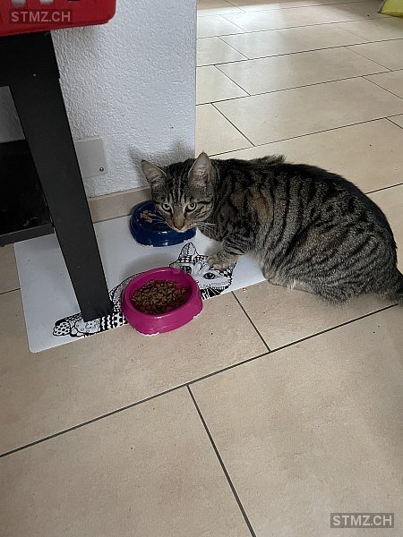 Sämi — Hauskatze ♂, Vermisst seit 15.10.2025, Roggwil BE (BE)