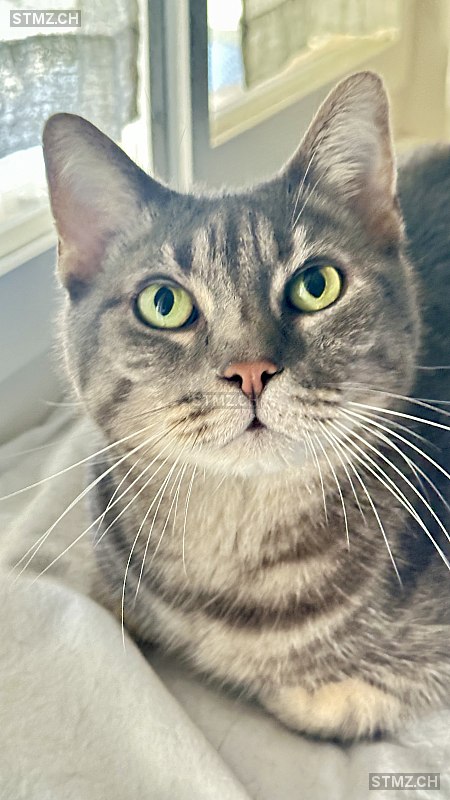 MOMO — Hauskatze ♂, Vermisst seit 16.10.2025, Horgen (ZH)