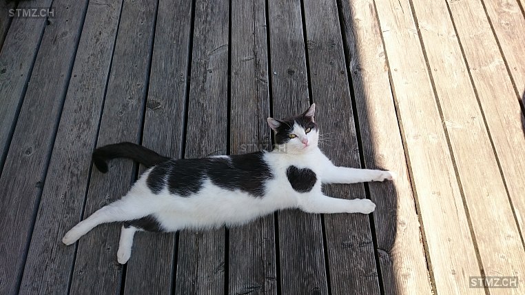 Grischa — Hauskatze ♀, Vermisst seit 17.10.2025, Dotzigen (BE)