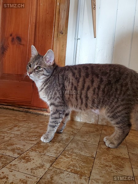 Moli — Hauskatze ♀, Vermisst seit 25.09.2025, Henggart (ZH)