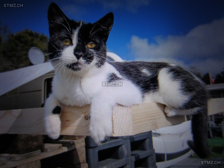 Mitzi — Katze ♀, Vermisst seit 12.10.2025, Sursee (LU)