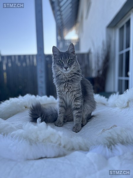 Grigia — Hauskatze ♀, Vermisst seit 09.10.2025, Rafz (ZH)