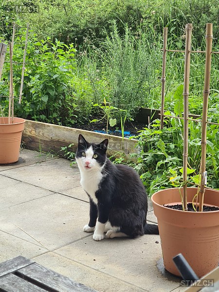 Lorenor Zorro — Hauskatze ♂, Vermisst seit 14.10.2025, Frick (AG)