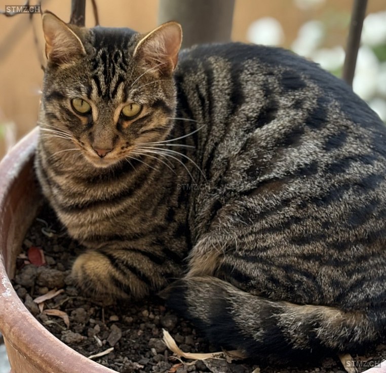 Hugo — Hauskatze ♂, Vermisst seit 07.10.2025, Basel (BS)