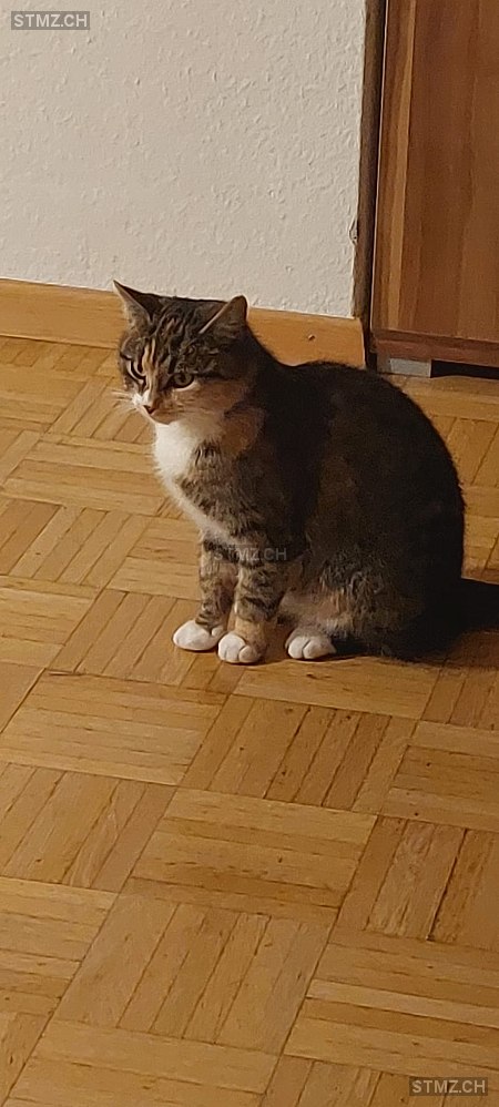 Xena — Hauskatze ♀, Vermisst seit 15.10.2025, Frauenfeld (TG)