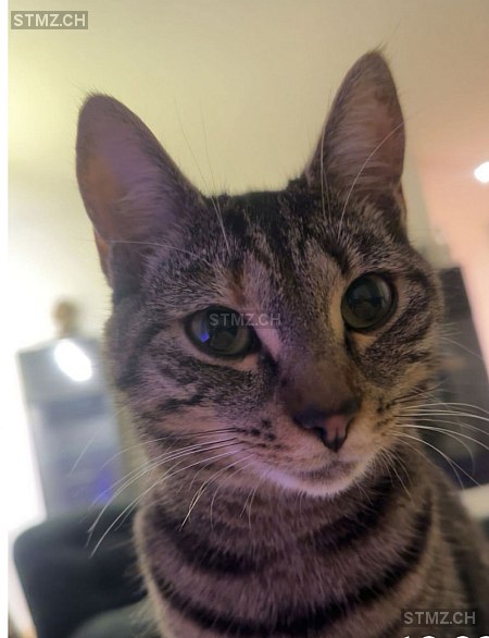 Luna — Katze ♀, Vermisst seit 14.10.2025, Einsiedeln (SZ)