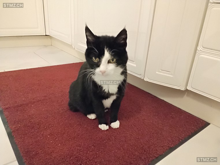 Johanne — Hauskatze ♀, Vermisst seit 07.10.2025, Weggis (LU)