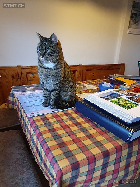 Mogli — Hauskatze ♂, Vermisst seit 18.10.2025, Oberentfelden (AG)