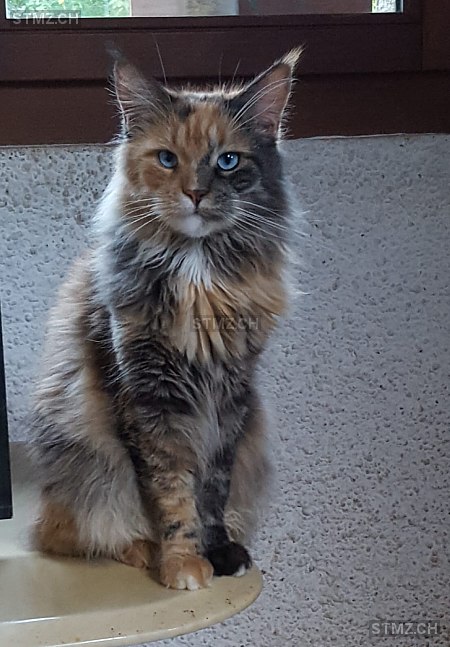 Saga Légende des Alpes (dite Skagit) — Hauskatze ♀, Vermisst seit 13.10.2025, Couvet (NE)