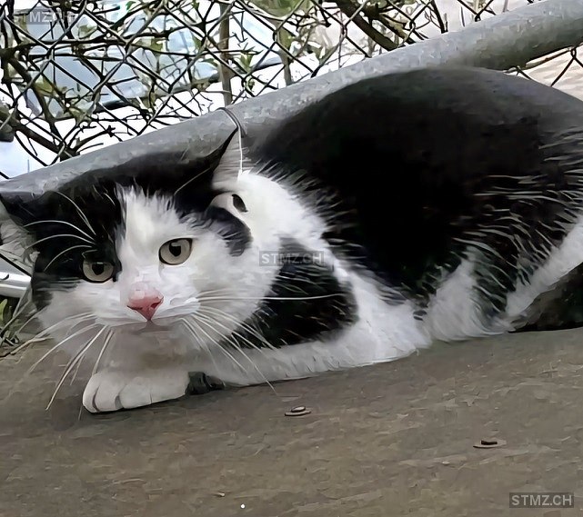 Simon — Hauskatze ♂, Vermisst seit 01.08.2025, Lenzburg (AG)