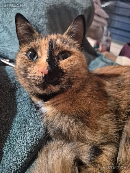 Frida — Hauskatze ♀, Vermisst seit 20.10.2025, Langwiesen (ZH)