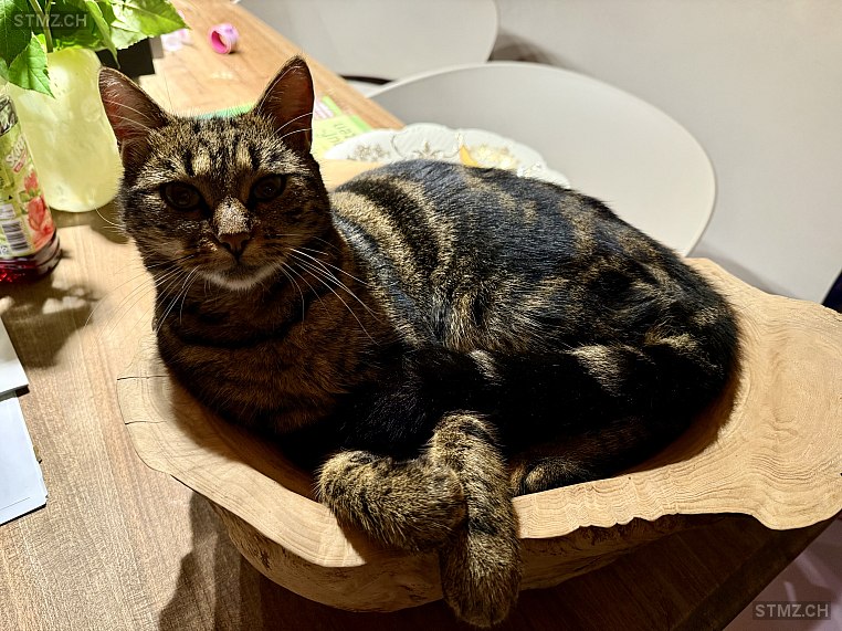 Suki — Hauskatze ♀, Vermisst seit 14.10.2025, Wengi bei Frutigen (BE)