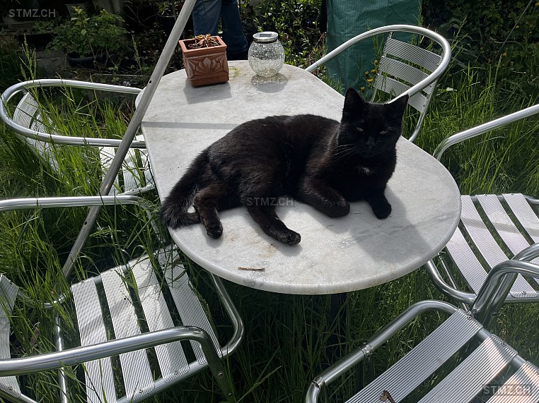 Staggia — Hauskatze ♂, Vermisst seit 01.07.2025, Müswangen (LU)