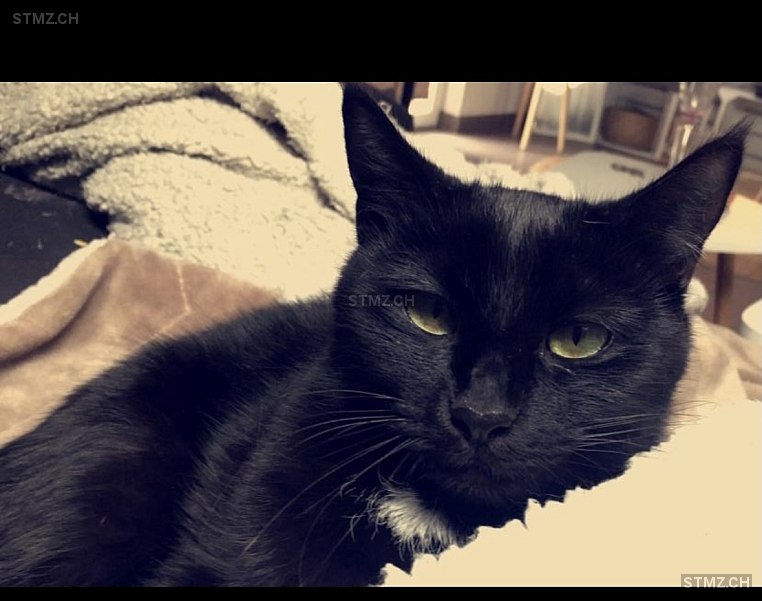 Wathson — Hauskatze ♀, Vermisst seit 11.10.2025, Tramelan (BE)