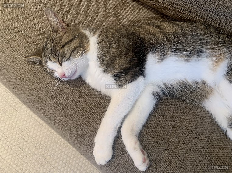 Malou — Hauskatze ♀, Vermisst seit 08.10.2025, Zufikon (AG)