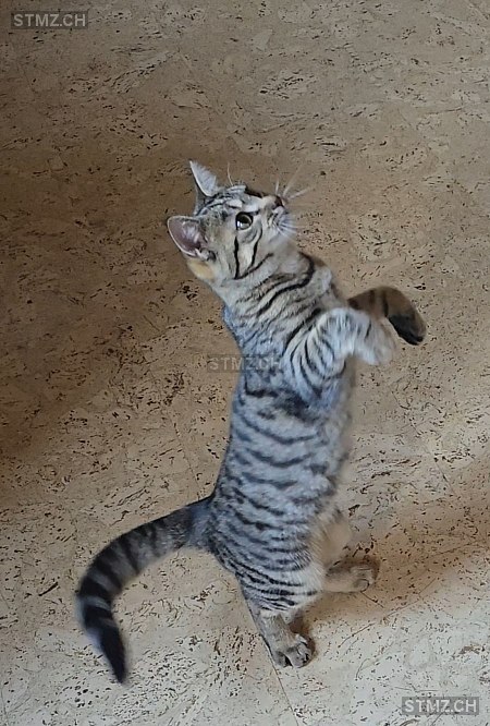 Kim — Hauskatze ♀, Vermisst seit 19.10.2025, Dürrenroth (BE)