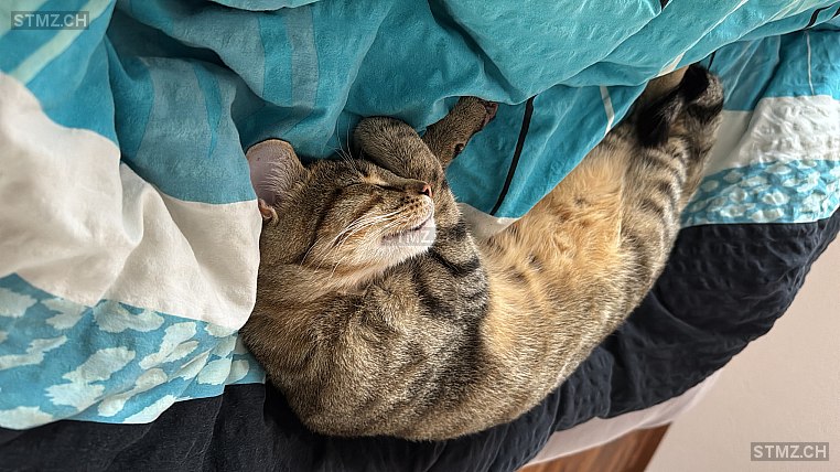 Simba — Hauskatze ♂, Vermisst seit 21.10.2025, Bütschwil (SG)