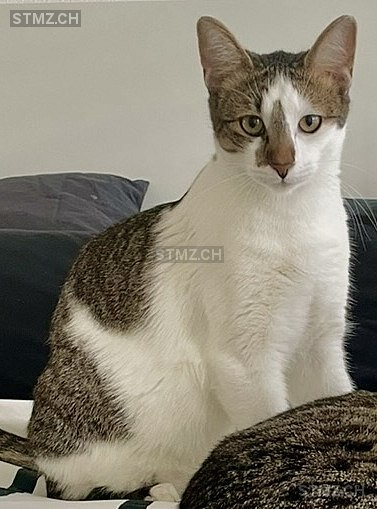 Nino — Hauskatze ♂, Vermisst seit 19.10.2025, Chur (GR)