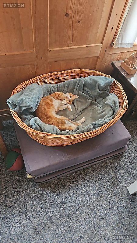 Pippi — Hauskatze ♀, Vermisst seit 06.10.2025, Schüpfheim (LU)