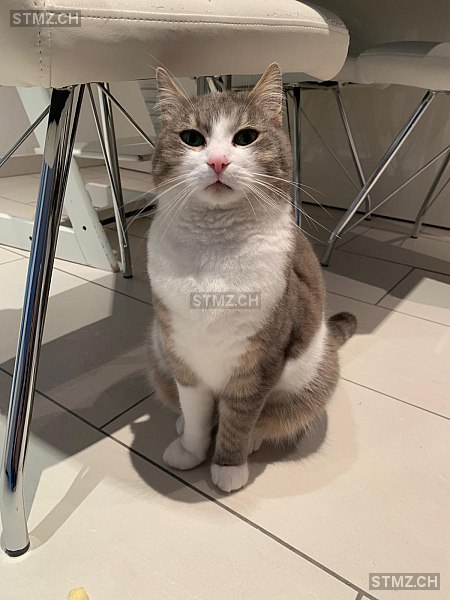 Gandalf — Maine Coon ♂, Vermisst seit 22.10.2025, Rudolfstetten (AG)