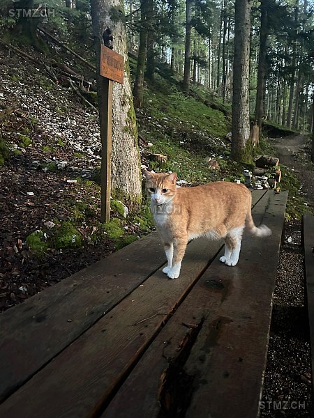 Figaro — Hauskatze ♂, Vermisst seit 24.09.2025, Le Noirmont (JU)