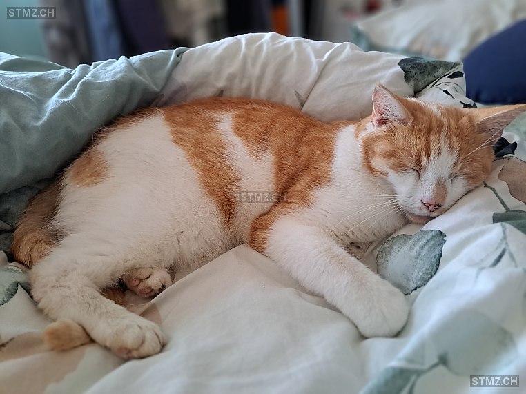 Lino — Hauskatze ♂, Vermisst seit 22.10.2025, Thörigen (BE)