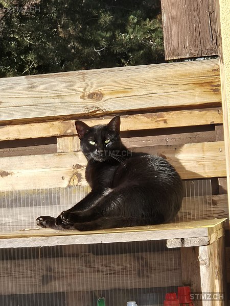 Iwi — Hauskatze ♀, Vermisst seit 06.10.2025, Alt St. Johann (SG)