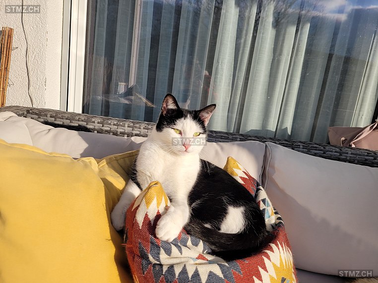 Vinnie — Hauskatze ♀, Vermisst seit 01.06.2025, Zizers (GR)