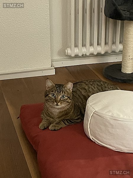 Vermisste Katzen #386040 — Hauskatze ♂, Vermisst seit ?, Rudolfingen (ZH)