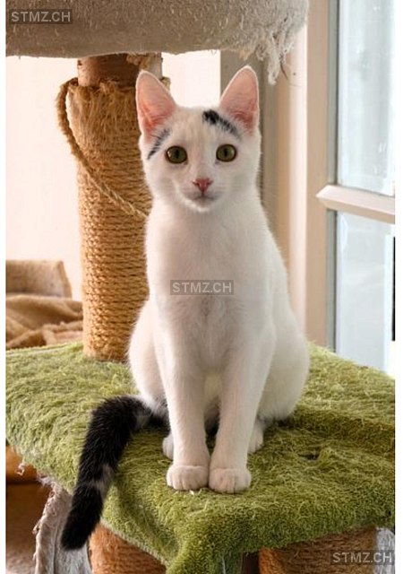 Semi — Hauskatze ♂, Vermisst seit 12.10.2025, Wettingen (AG)