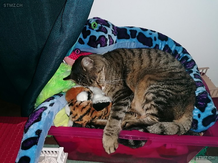 Einstein — Hauskatze ♂, Vermisst seit 19.10.2025, Uerkheim (AG)