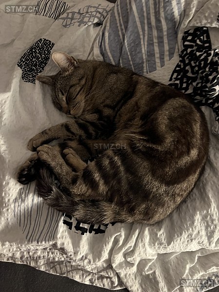 Manila — Hauskatze ♀, Vermisst seit 12.05.2025, Utzigen (BE)