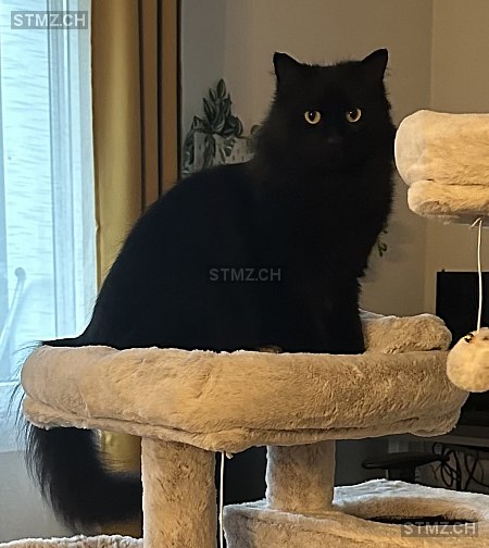 Lenny — Hauskatze ♂, Vermisst seit 21.10.2025, Bremgarten AG (AG)