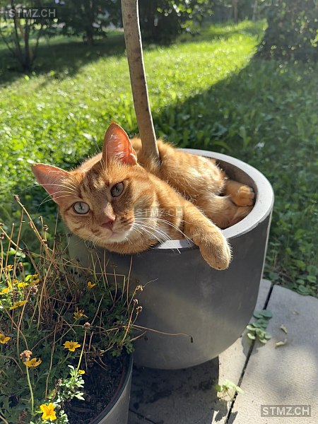 Haru (Titi) — Hauskatze ♂, Vermisst seit 21.10.2025, Buchs ZH (ZH)