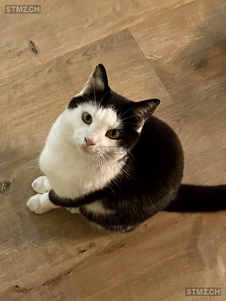 Lenno — Hauskatze ♂, Vermisst seit 23.09.2025, Bremgarten AG (AG)