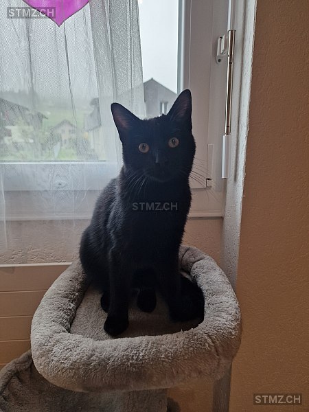 Raven (engl.: Rabe) — Hauskatze ♂, Vermisst seit 11.10.2025, Wasen im Emmental (BE)