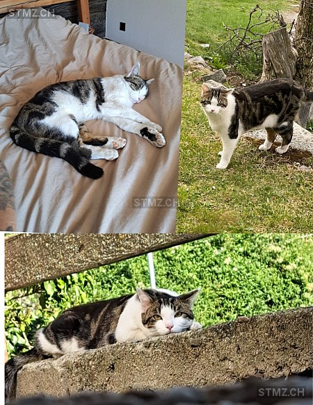Sid — Hauskatze ♂, Vermisst seit 23.10.2025, Eggerberg (VS)