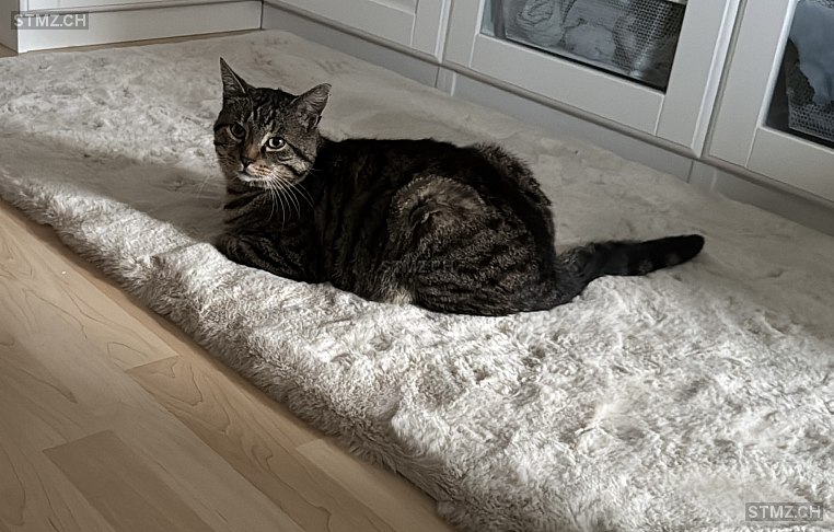 Baghira — Hauskatze ♂, Vermisst seit 29.09.2025, Wengi bei Frutigen (BE)