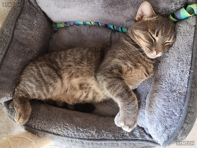 Gino — Hauskatze ♂, Vermisst seit 23.10.2025, Wollerau (SZ)